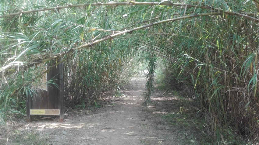 Riba-roja denncia la falta de seguretat al Parc Natural del Tria a causa d'uns accessos d'emergncia intransitables