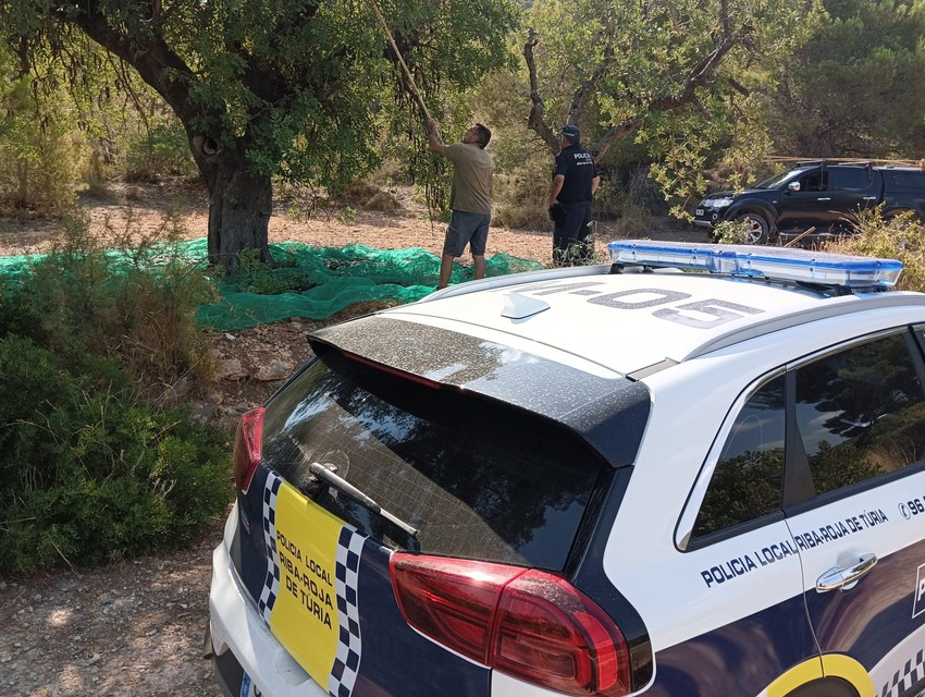 La Policia Local de Riba-roja intervé 240 quilos de garrofa en la primera setmana de campanya de vigilància