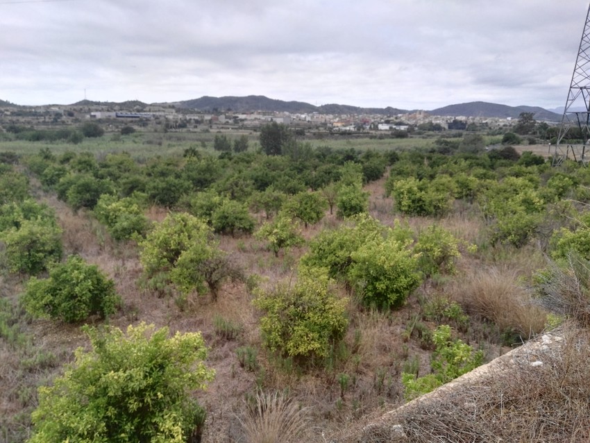 L'Ajuntament de Riba-roja formar agricultors locals en poda i producci ecolgica