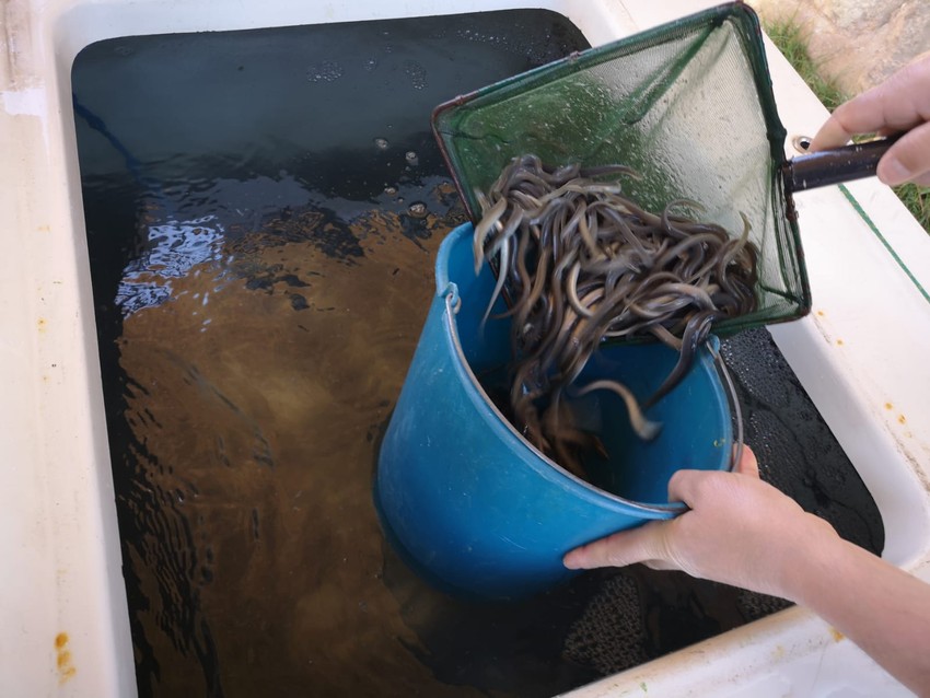La Plataforma 'L'anguila al mar- l'angula al Tria' reivindica la creacin de un canal hidrolgico que garantice la supervivencia de la especie